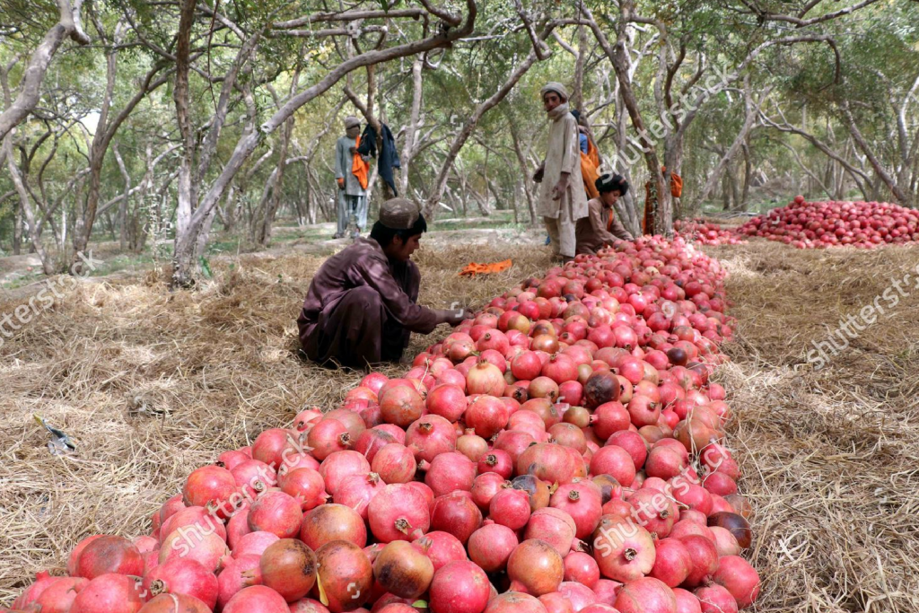 pomegranate